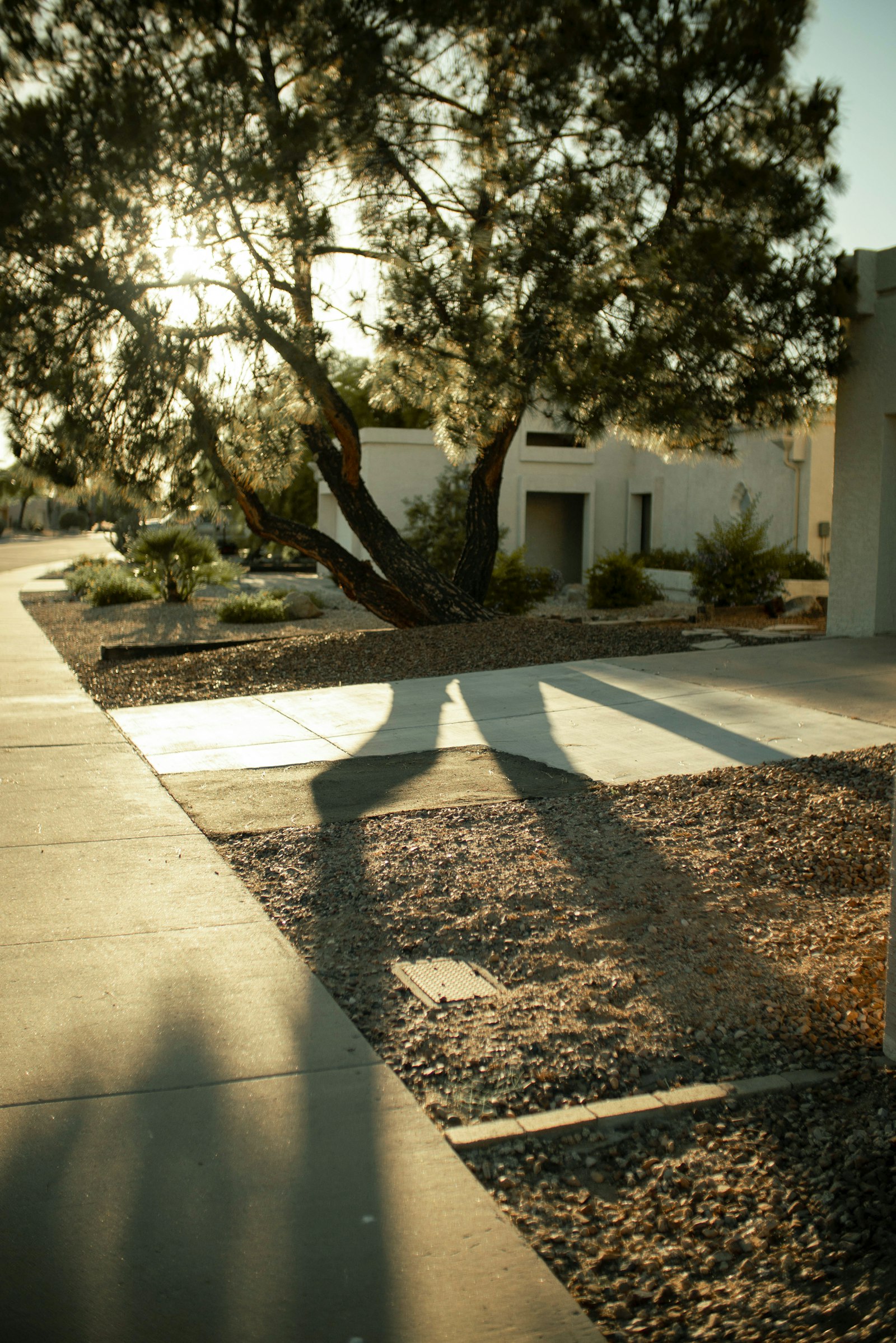 Quiet desert residential street with mesquite trees and gravel landscaping, typical Mesa housing
